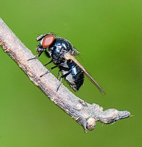 Lonchaeinae